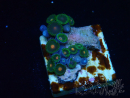 WYSIWYG - Zoanthus Mariculture Indo Acclimaté sous led