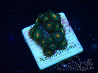 WYSIWYG - Zoanthus Maricultura Indo Aclimatado bajo LED