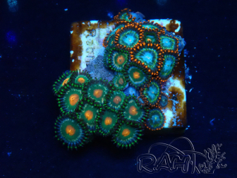 WYSIWYG - Zoanthus Maricoltura Indo Acclimatato sotto LED