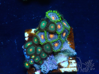 WYSIWYG - Zoanthus Maricoltura Indo Acclimatato sotto LED