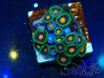 WYSIWYG - Zoanthus Mariculture Indo Acclimaté sous led
