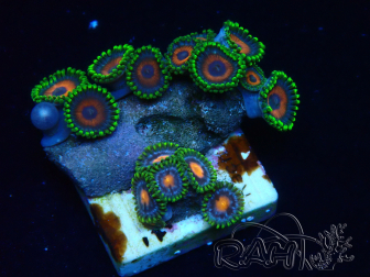WYSIWYG - Zoanthus Indo Mariculture Acclimated under LED