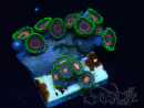 WYSIWYG - Zoanthus Mariculture Indo Acclimaté sous led
