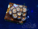 WYSIWYG - Zoanthus Maricoltura Indopacifico Acclimatato sotto LED