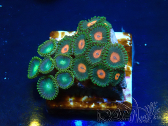 WYSIWYG - Zoanthus Mariculture Indo Acclimaté sous led