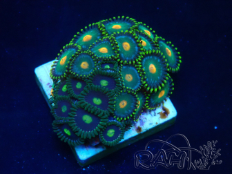 WYSIWYG - Zoanthus Maricultura Indo Aclimatado bajo led