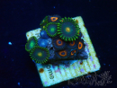 WYSIWYG - Zoanthus Maricoltura Indo Acclimatato sotto led