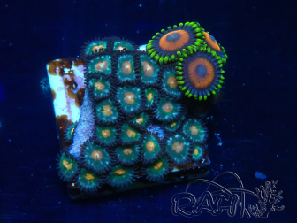 WYSIWYG - Zoanthus Mariculture Indo Acclimaté sous led