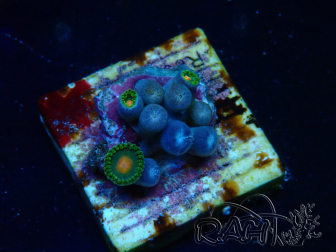 WYSIWYG - Zoanthus Maricoltura Indo Acclimatato sotto LED