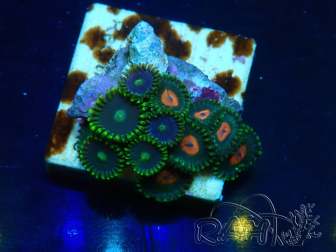 WYSIWYG - Zoanthus Maricoltura Indo Acclimatato sotto led