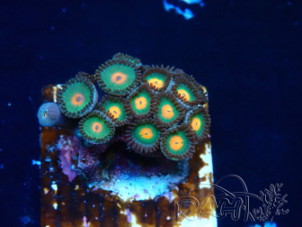 WYSIWYG - Zoanthus Mariculture Indo Acclimaté sous led