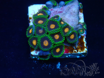 WYSIWYG - Zoanthus Mariculture Indo Acclimated under LED