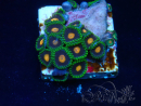 WYSIWYG - Zoanthus Mariculture Indo Acclimaté sous led