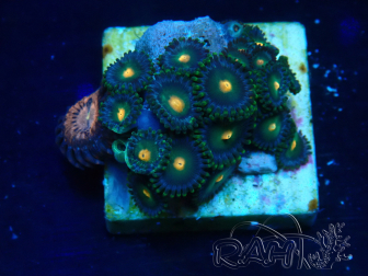 WYSIWYG - Zoanthus 14i4 Mariculture Indo Acclimaté sous led