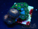 WYSIWYG - Zoanthus 14i5 Mariculture Indo Acclimaté sous led