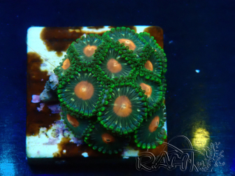 WYSIWYG - Zoanthus Maricoltura Indo Acclimatato sotto LED