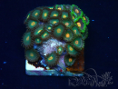 WYSIWYG - Zoanthus Indo Mariculture Acclimated under LED
