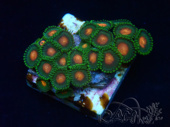 WYSIWYG - Zoanthus 14J2 Mariculture Indo Acclimaté sous led