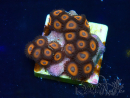 WYSIWYG - Zoanthus 14J3 Mariculture Indo Acclimaté sous led