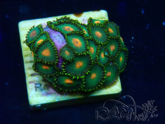 WYSIWYG - Zoanthus Mariculture Indo Acclimaté sous led