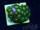 WYSIWYG - Zoanthus Mariculture Indo Acclimaté sous led