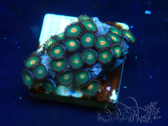 WYSIWYG - Zoanthus Maricoltura Indo Acclimatati sotto LED