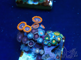WYSIWYG - Zoanthus Indo Mariculture Acclimated under LED