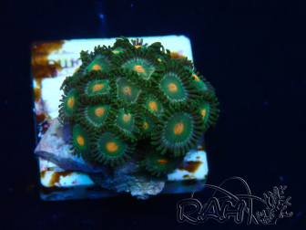 WYSIWYG - Zoanthus 14K1 Mariculture Indo Acclimaté sous led