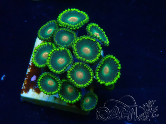 WYSIWYG - Zoanthus  Maricultura Indo Aclimatado bajo LED
