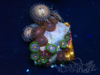 WYSIWYG - Zoanthus 14K3 Mariculture Indo Acclimaté sous led
