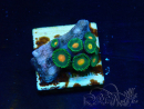 WYSIWYG - Zoanthus Mariculture Indo Acclimaté sous led