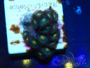 WYSIWYG - Zoanthus Mariculture Indo Acclimaté sous led