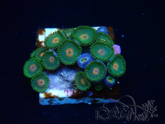 WYSIWYG - Zoanthus Mariculture Indo Acclimated under LED