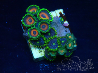 WYSIWYG - Zoanthus Mariculture Indo Acclimaté sous led
