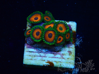WYSIWYG - Zoanthus Mariculture Indo Acclimaté sous led