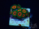 WYSIWYG - Zoanthus Mariculture Indo Acclimaté sous led