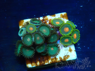 WYSIWYG - Zoanthus Mariculture Indo Acclimaté sous led
