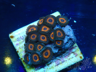 WYSIWYG - Zoanthus Maricoltura Indo Acclimatato sotto led