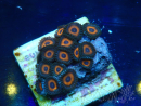 WYSIWYG - Zoanthus Maricoltura Indo Acclimatato sotto led