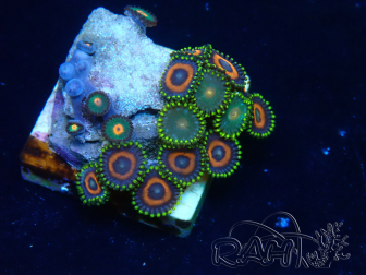 WYSIWYG - Zoanthus Maricultura Indo Acclimatato sotto LED