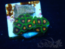 WYSIWYG - Zoanthus Maricoltura Indo Acclimatato sotto led