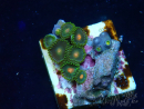 WYSIWYG - Zoanthus Maricultura Indo Acclimatato sotto led