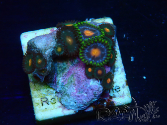 WYSIWYG - Zoanthus Maricultura Indo Acclimatato sotto led