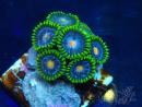 WYSIWYG - Zoanthus 14M6 Mariculture Indo Acclimaté sous led