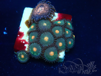 WYSIWYG - Zoanthus Maricoltura Indo Acclimatato sotto led