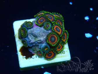 WYSIWYG - Zoanthus 14N2 Mariculture Indo Acclimaté sous led