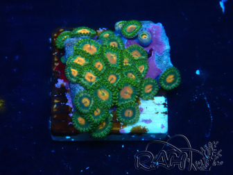 WYSIWYG - Zoanthus Maricoltura Indo Acclimatato sotto LED