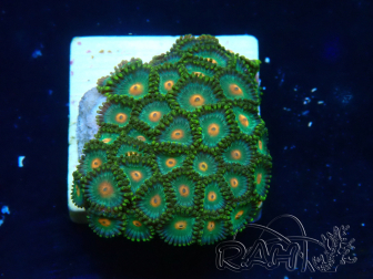 WYSIWYG - Zoanthus Maricultura Indo Aclimatado bajo led