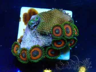 WYSIWYG - Zoanthus 14N6 Mariculture Indo Acclimaté sous led