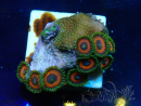 WYSIWYG - Zoanthus  Marikultur Indo Akklimatisiert unter LED